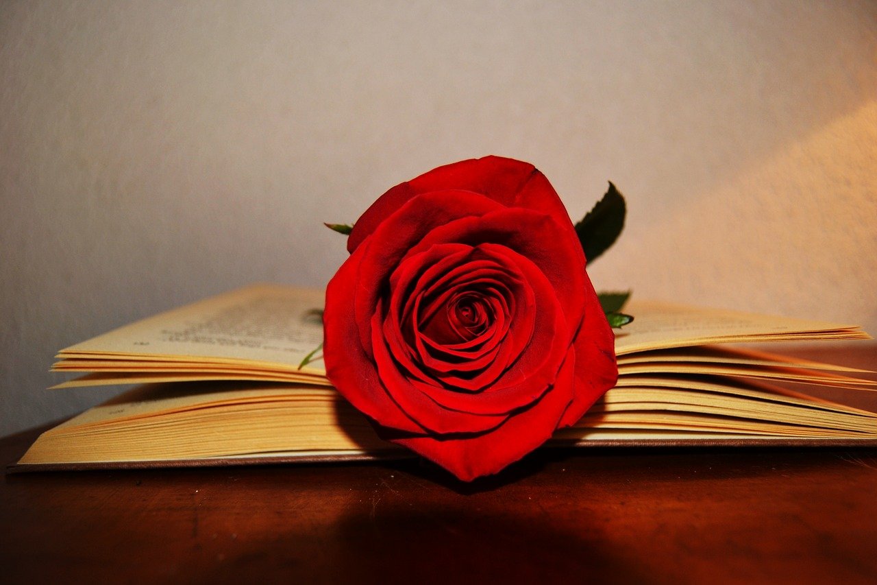 Rosa Sant Jordi sobre un llibre